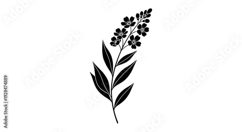 Black and white illustration of a flowering plant with elongated leaves