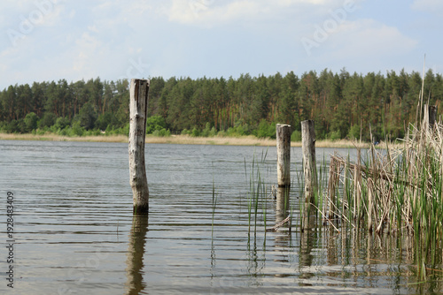 Wooden piles for a small fishing bridge stick out of the water on the lake.