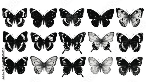 A collection of twelve distinct butterfly patterns showcasing nature's intricate designs and diversity Vector