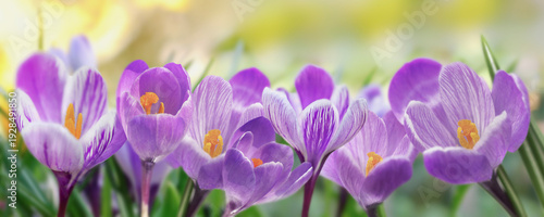 springtime banner with  group of purple crocuses and yellow pistils  blooming...