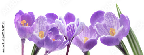 closeup on head of purple crocuses and yellow pistils in line and blooming on...