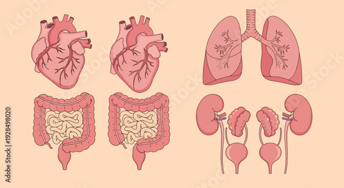 Human organs illustration: heart, lungs, intestines, kidneys, and bladder