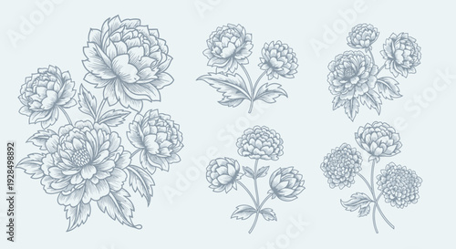 floral peony sketches, elegant botanical illustration, vintage engraving
