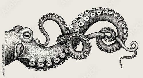 octopus illustration, detailed ink drawing, marine life, tentacles