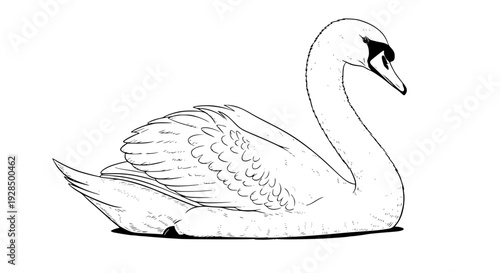 Realistic white swan vector illustration, side view, detailed feathers, elegant curved neck, clean soft shadows