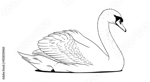 Realistic white swan vector illustration, side view, detailed feathers, elegant curved neck, clean soft shadows