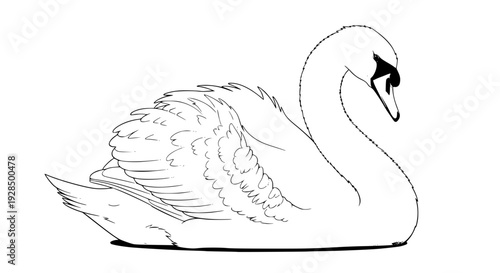 Realistic white swan vector illustration, side view, detailed feathers, elegant curved neck, clean soft shadows
