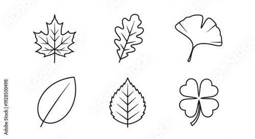 Set of six different leaf illustrations including maple oak ginkgo and clover on white background