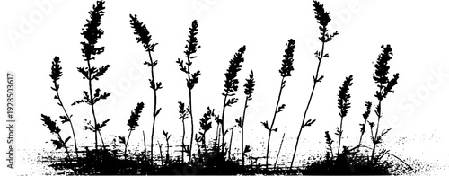 Alpine meadow grass tufts in high contrast stencil style for design projects