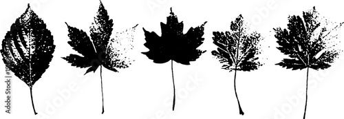High contrast stencil of autumn leaves in park setting for seasonal design