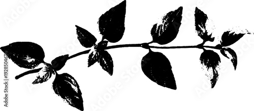 Abstract bullate basil leaf stencil design with high contrast for botanical art