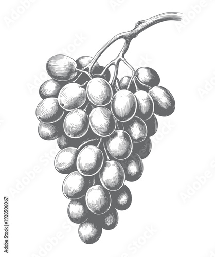 Vineyard grape bunch sketch. Grape antique style botanical illustration with detailed engraving lines.
