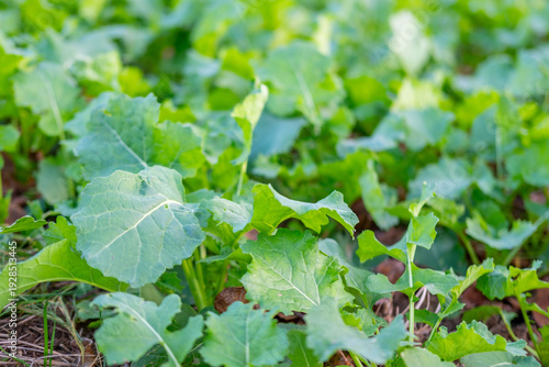 Photos Vibrant green rapeseed leaves in field, sustainable agriculture and promise boun