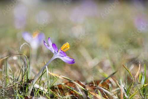 Canvas Print Macro of one purple crocus flower and unsharp background