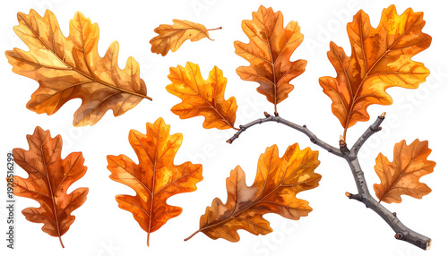 Digitally painted collection of stylized oak leaves and a branch in autumnal hues, set against a solid black background