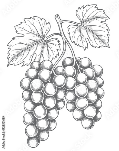 Vintage grapevine line art drawing. Grapevine branch engraving illustration. 