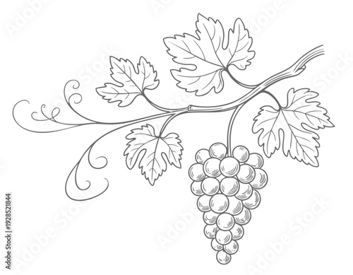 Vintage grapevine line art drawing. Grapevine branch engraving illustration. 
