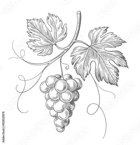 Vintage grapevine line art drawing. Grapevine branch engraving illustration. 