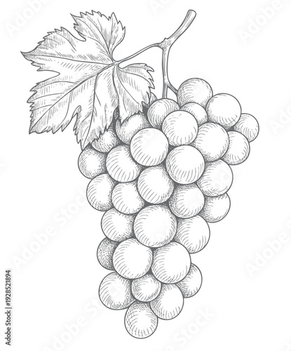 Vintage grapevine line art drawing. Grapevine branch engraving illustration. 