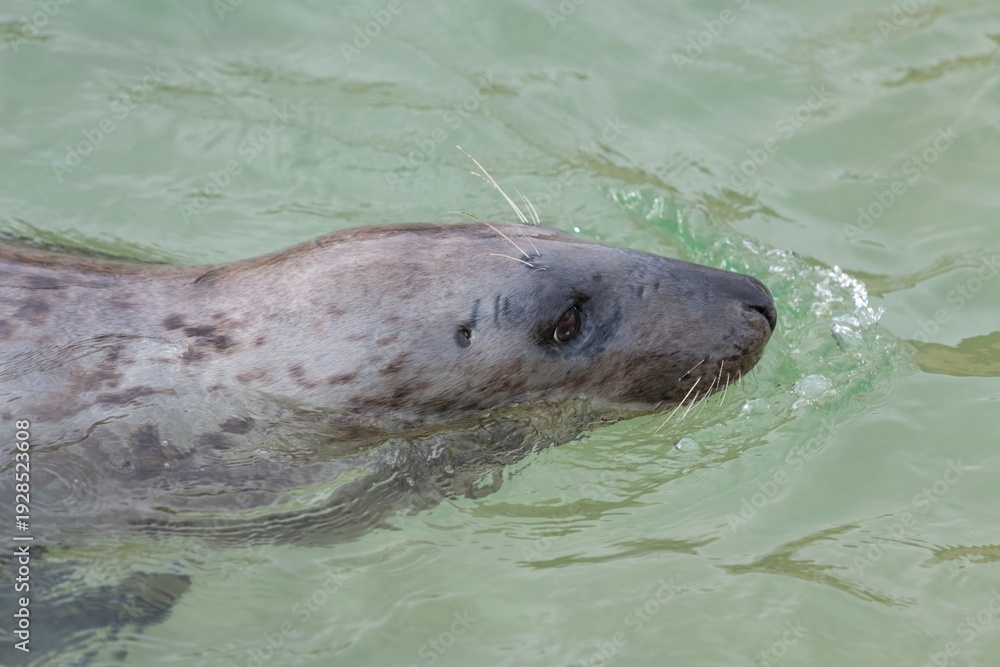Obraz premium Close up of a grey seal (halichoerus grypus) swimming in the water