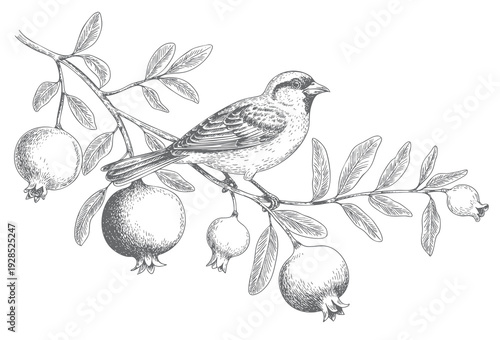 Songbird resting on pomegranate branch in vintage botanical engraving. Engraved nature illustration featuring garden bird and ripe fruit.