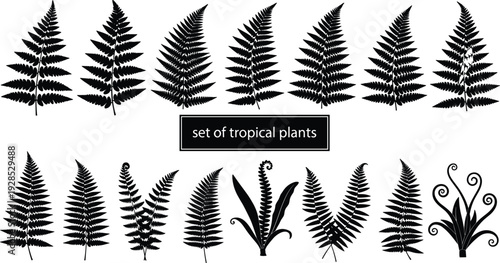 Set of black silhouettes of tropical fern leaves branches and foliage elements isolated on white background for floral design.