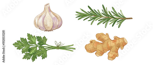 Hand-drawn illustration of culinary herbs and spices including garlic bulb, rosemary, parsley and ginger root on a transparent background.