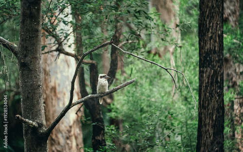  Laughing Kookaburra 