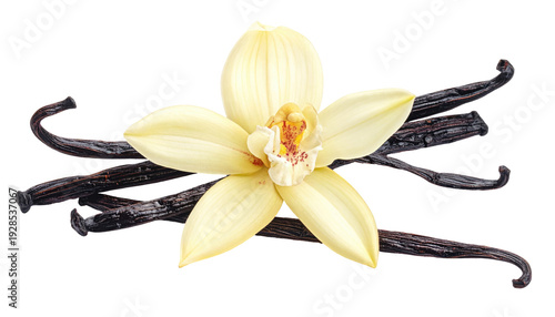 Vanilla orchid blossom and dark vanilla beans are arranged on a background