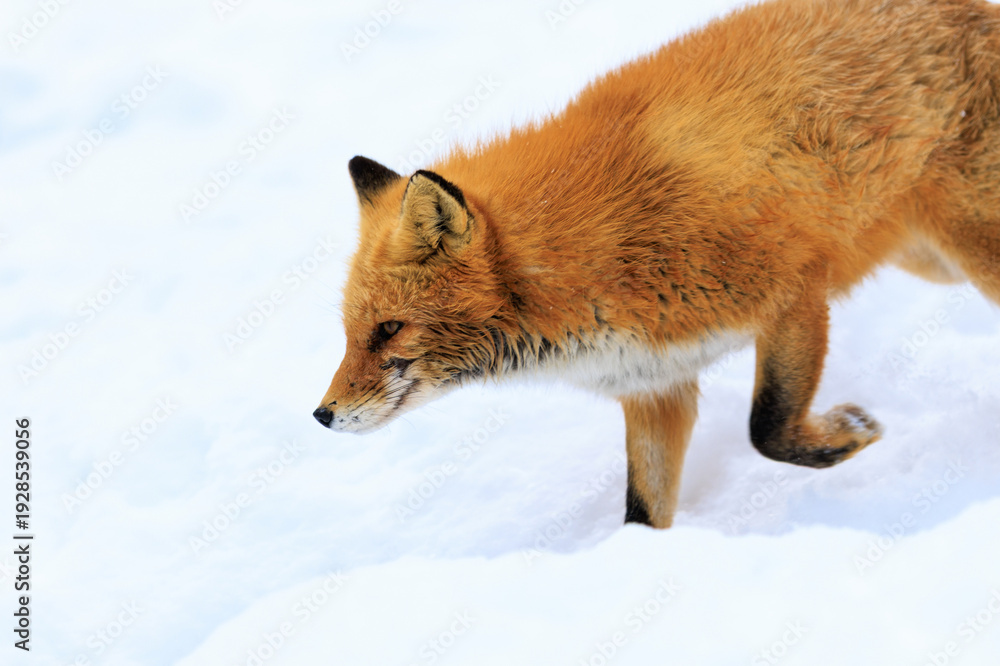 Naklejka premium キタキツネ