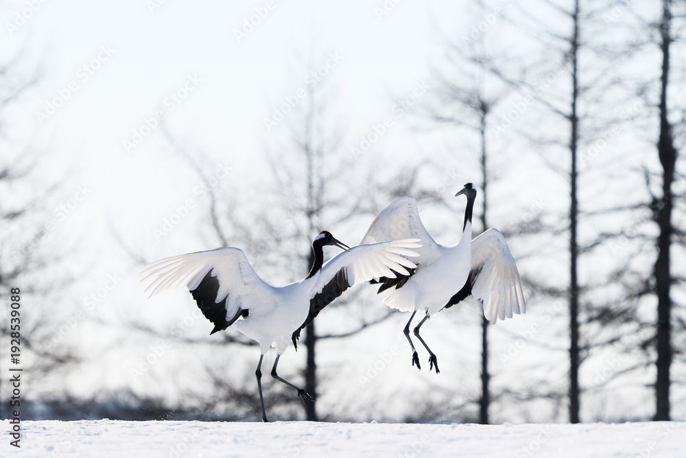 Obraz premium 鶴のダンス