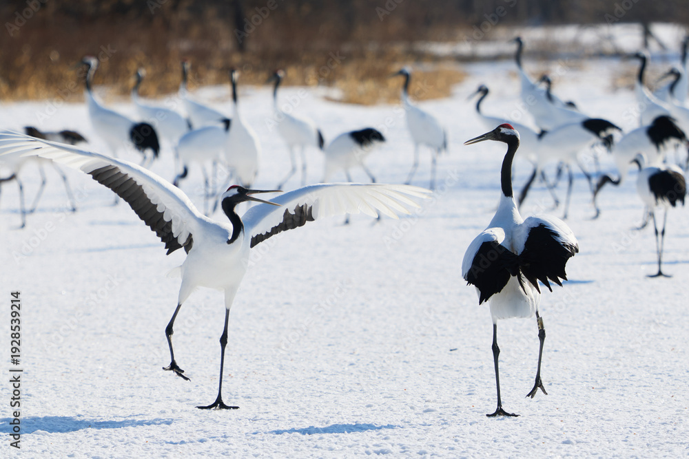 Fototapeta premium 鶴のダンス