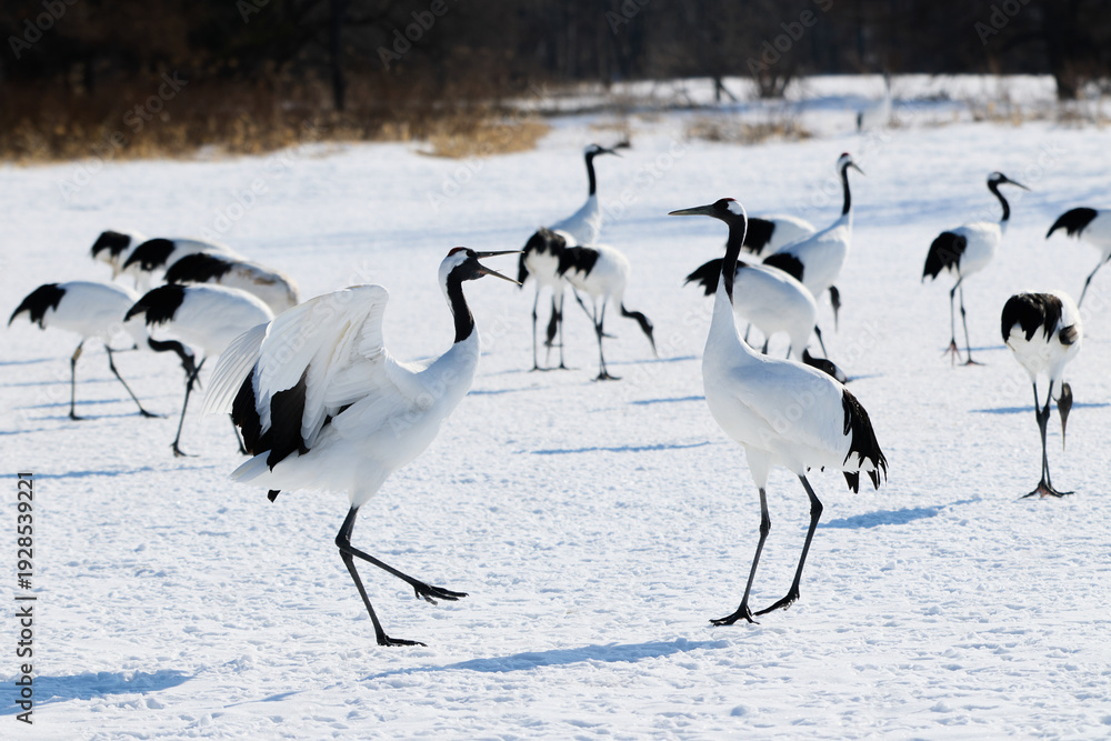 Fototapeta premium 鶴のダンス