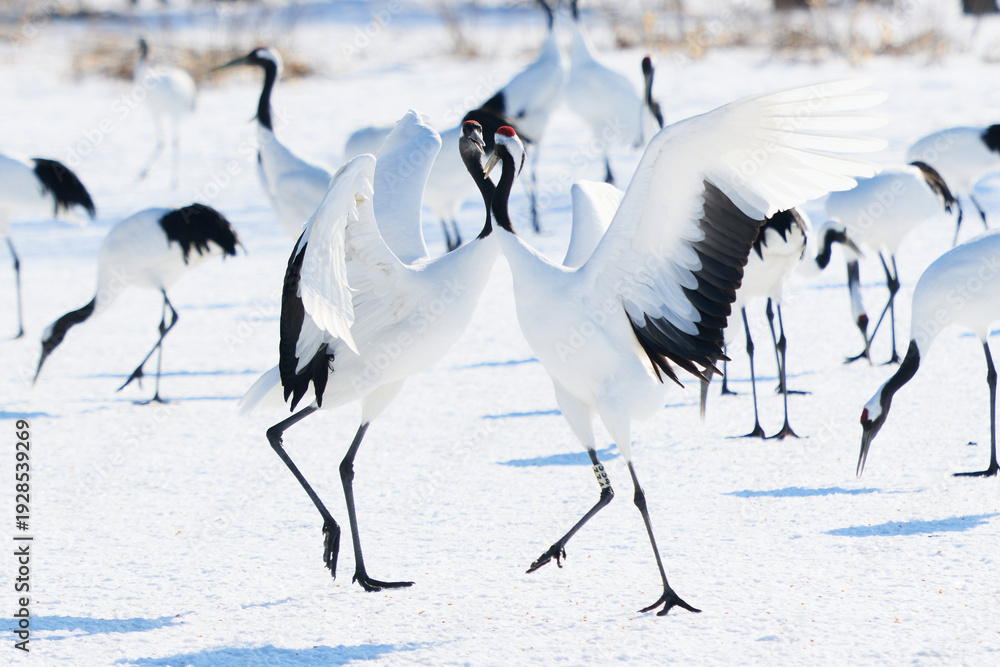 Fototapeta premium 鶴のダンス