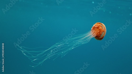 Sea northern nettle jellyfish, Chrysaora fuscescens swims in West Coast dark ocean water. Amazing nature background of chrysaora melanaster, also known as orange medusa. Calming beautiful underwater.