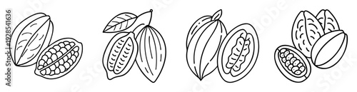 Outlined cocoa beans illustration with cross sections showing the inside