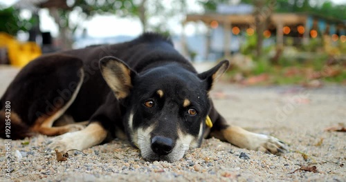 Tranquil dog with sandy face by water. Peaceful black dog looks steadily at camera in quiet surroundings. Tranquil canine with sandy face reflects serenity while sitting peacefully near water