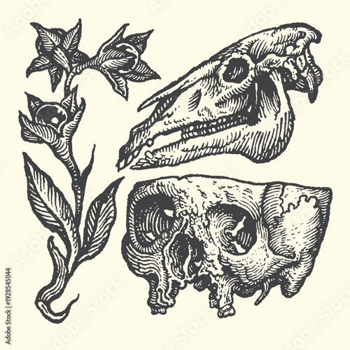 Nature's Decay: Animal Skulls, Flowers, and Branches - Vintage Botanical and Anatomical Illustrations