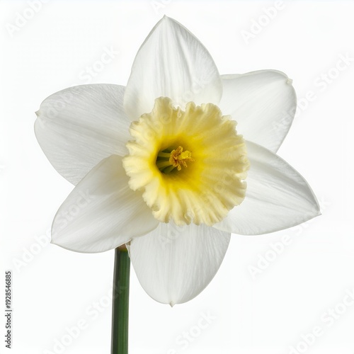 Single white daffodil blossom with bright yellow center on white backdrop