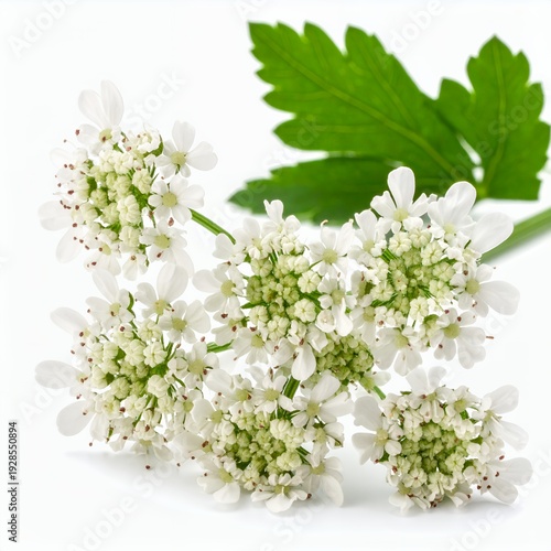 Delicate cluster of white meadowsweet blossoms isolated on a pristine white background