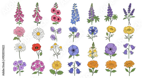 Colorful hand-drawn wildflowers and garden flowers collection.