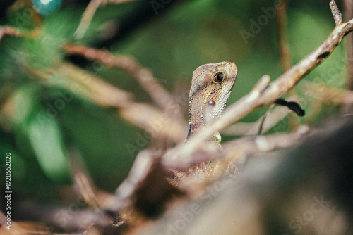 lizard on a tree