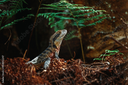 bearded dragon lizard