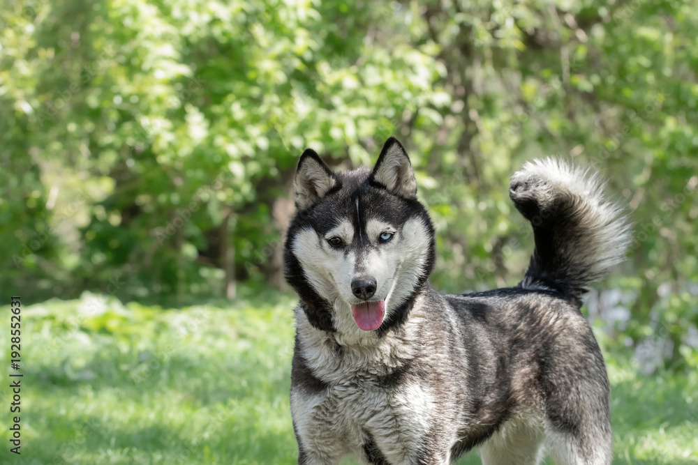 Fototapeta premium Husky dog walking in the grass in the park in spring.Preventive treatment of dogs from ticks in the spring.