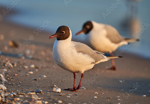 Black-headed Gulls on a Sun-Kissed Sandy Beach at Golden Hour