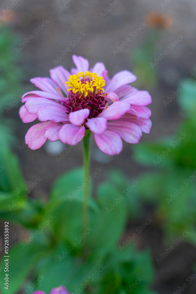Obraz premium Colorful Zinnia flowers blooming in a vibrant garden, showcasing bright petals and natural summer beauty. 
