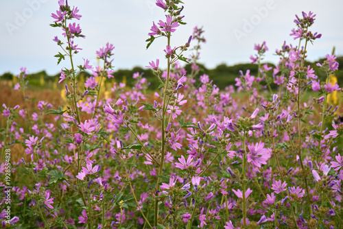 Vibrant Purple Common Mallow Wildflowers Blooming in a Summer Meadow