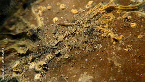 Worm shell (Vermetus triquetrus) and bryozoa Amphiblestrum auritum undersea, Ligurian Sea, Italy, Imperia