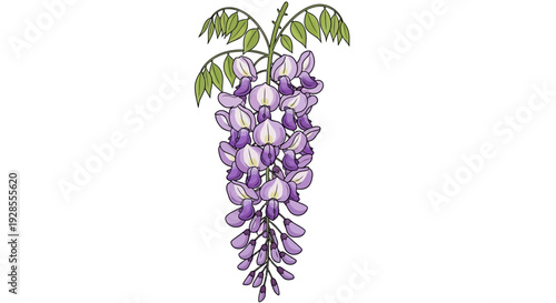Illustration of a hanging cluster of purple wisteria flowers with green leaves.