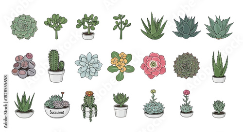 Collection of various potted succulent and cactus plants with diverse shapes and colors.